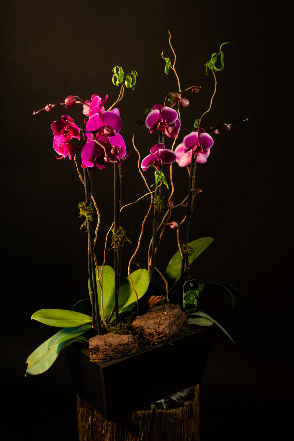 Orquídea Doble