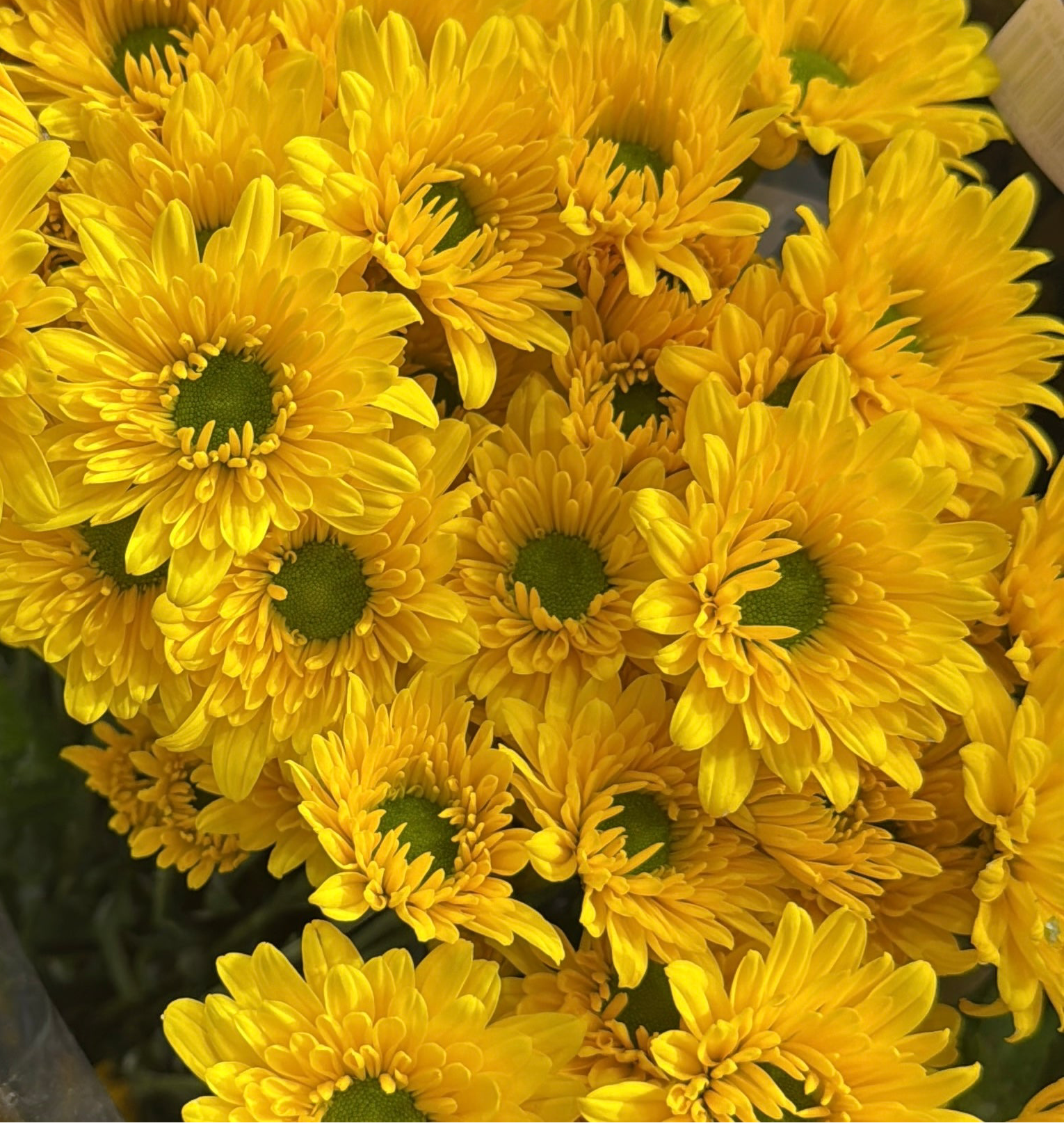 Margaritas amarillas bouquet