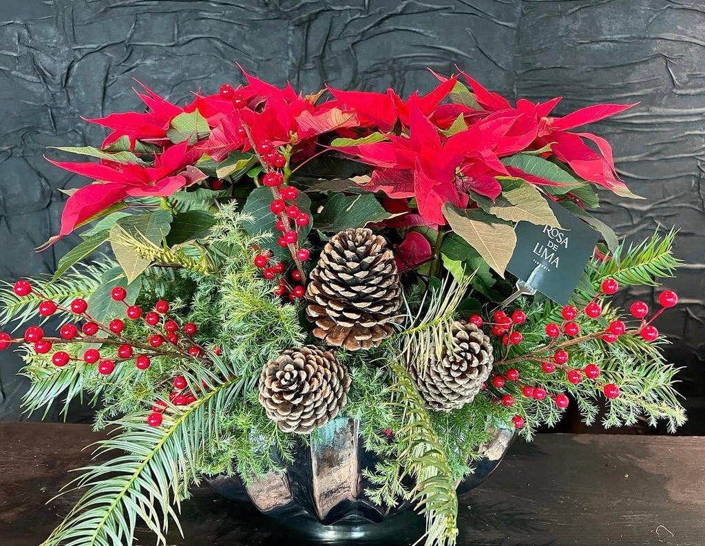 Lima Christmas Bloom